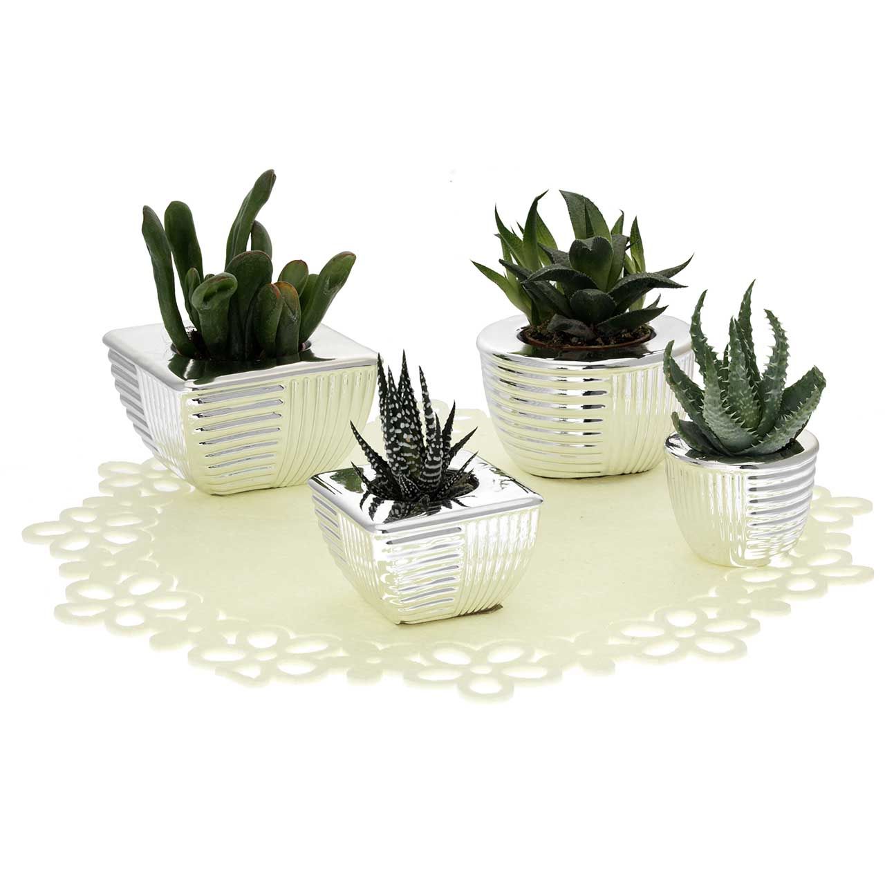 EXPOKIT 2x4 PORTAVASO - Art. 2243-44